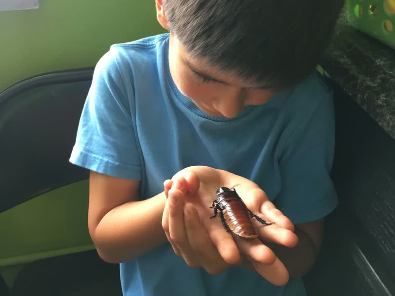 A boy holding a Madagascar hissing cockroach in his open hand.