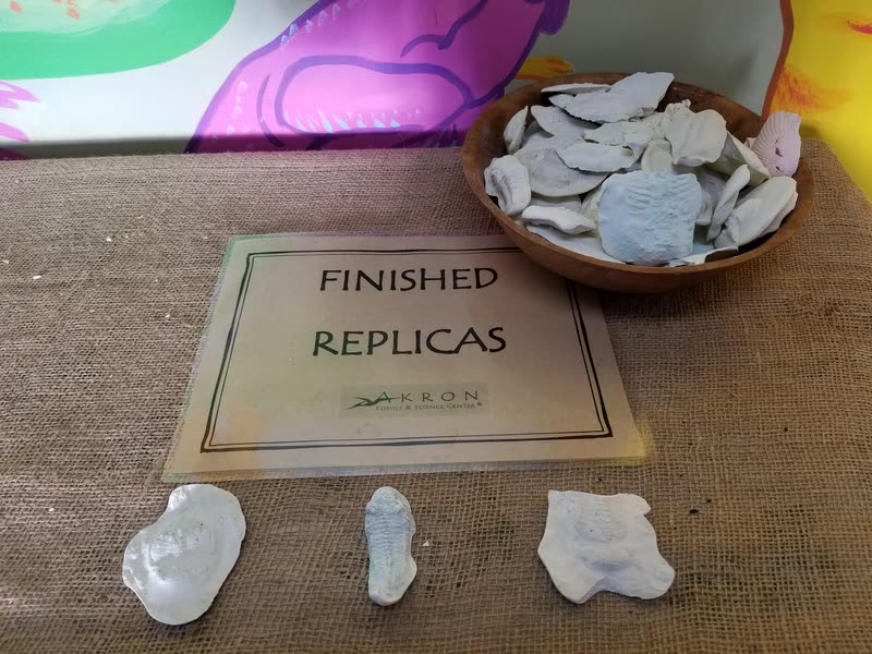 A sign reading Finished Replicas beside a bowl of plaster fossil casts, with a trilobite and two shell replicas laid out in front of it.
