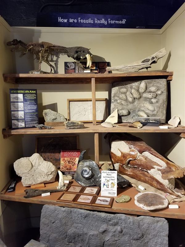 How Are Fossils Really Formed?