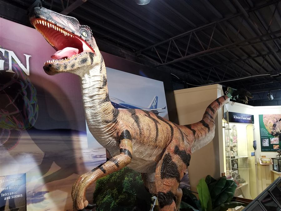A life-size raptor model standing in the museum, head raised and jaws open.